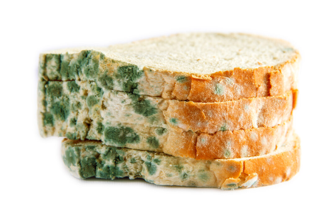 Schimmelpilzallergie