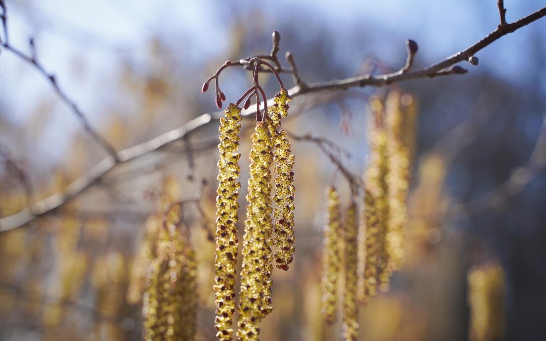Pollenallergie